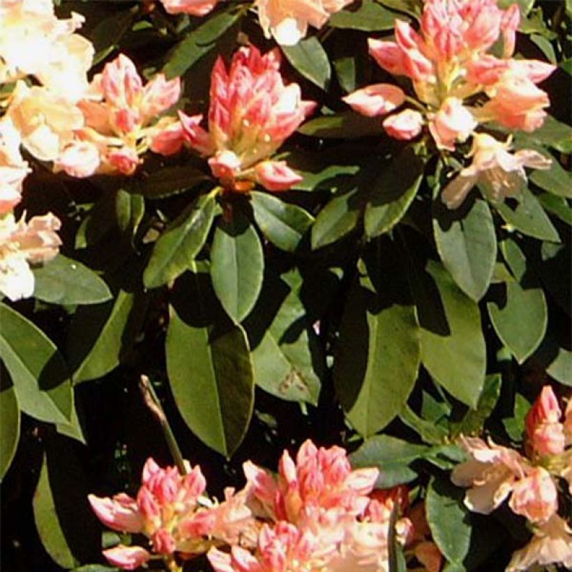 Rhododendron yakushimanum Golden Torch (Follaje)