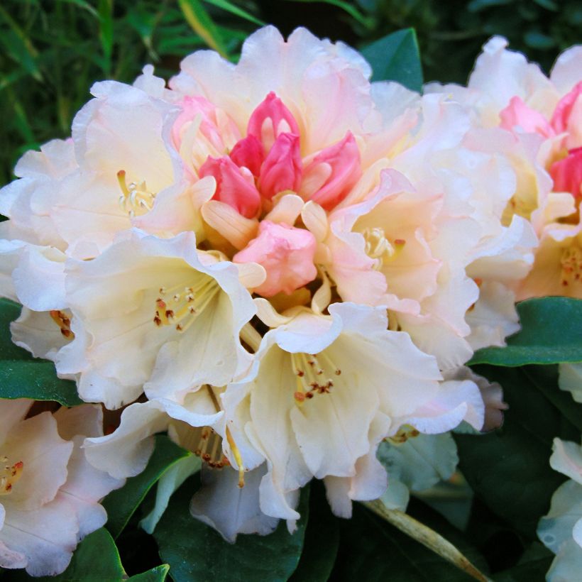 Rhododendron yakushimanum Golden Torch (Floración)