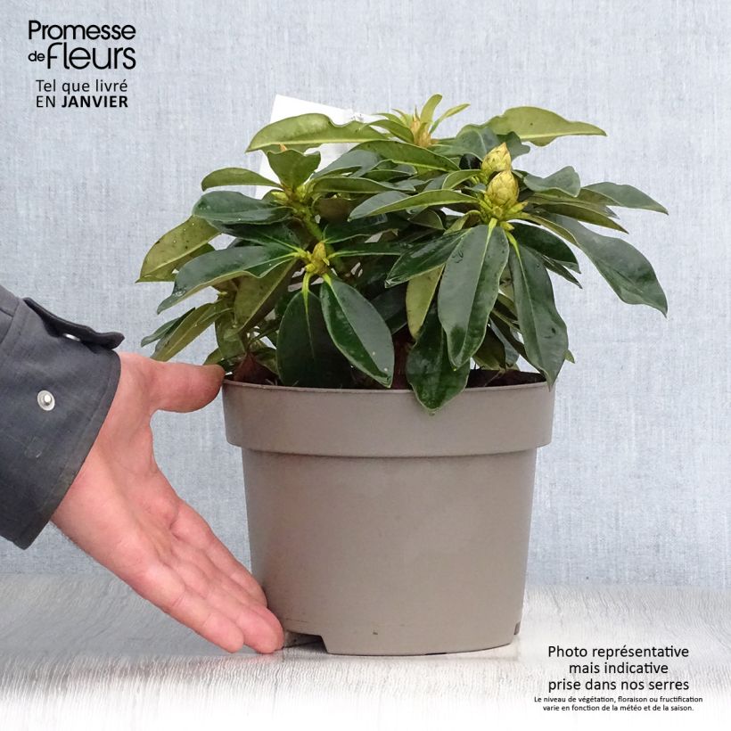 Rhododendron Golden Torch - Rhododendron nain Pot de 3L/4L Ejemplar entregado en invierno