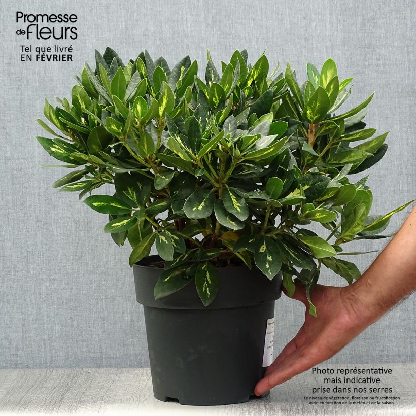 Ejemplar de Rhododendron Goldflimmer Pot de 3L/4L entregado en otoño