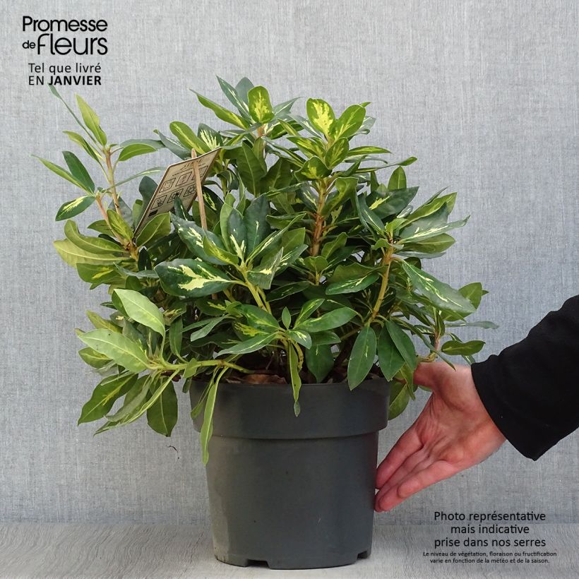 Rhododendron Goldflimmer Pot de 3L/4L Ejemplar entregado en invierno