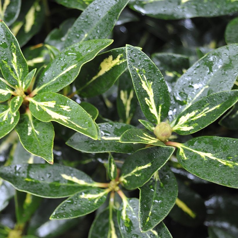 Rhododendron Goldflimmer (Follaje)