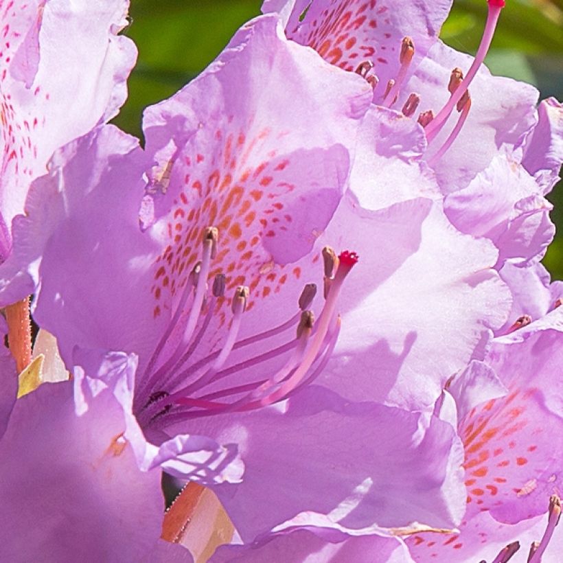 Rhododendron Goldflimmer (Floración)