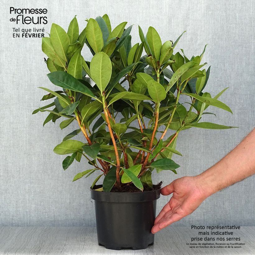 Ejemplar de Rhododendron Gomer Waterer en pot de 4L/5L entregado en otoño