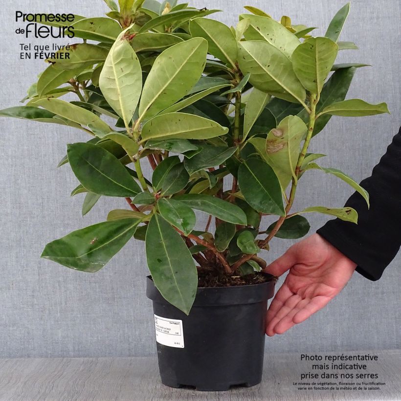 Rhododendron Gomer Waterer en pot de 4L/5L Ejemplar entregado en invierno