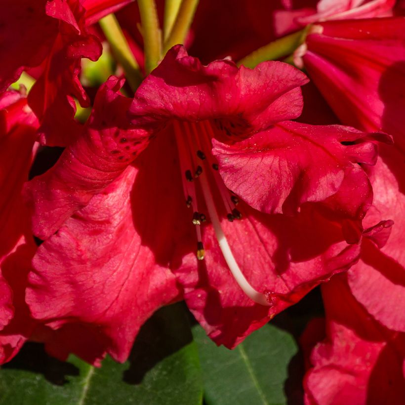 Rhododendron Halfdan Lem (Floración)