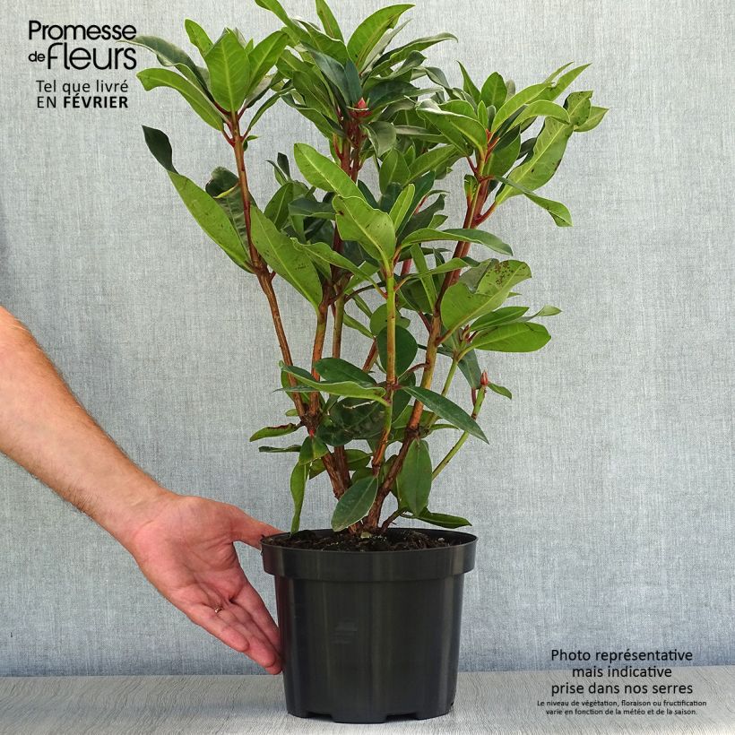 Ejemplar de Rhododendron Halfdan Lem en pot de 4L/5L entregado en otoño