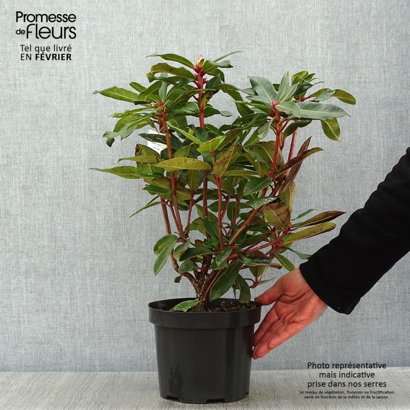 Rhododendron Halfdan Lem en pot de 4L/5L Ejemplar entregado en invierno