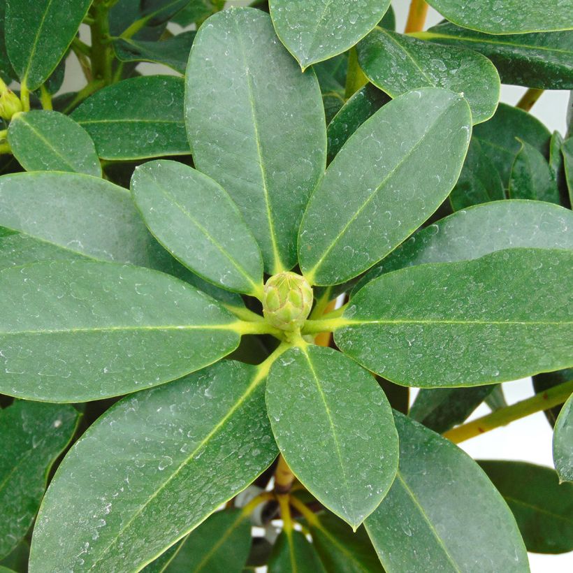 Rhododendron Horizon Monarch (Follaje)