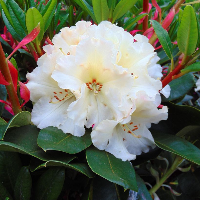 Rhododendron Horizon Monarch (Floración)