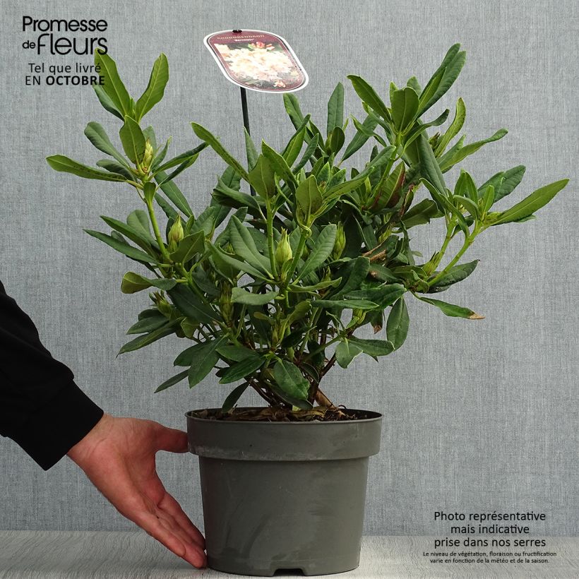 Ejemplar de Rhododendron Inkarho Bernstein Pot de 4L/5L entregado en otoño