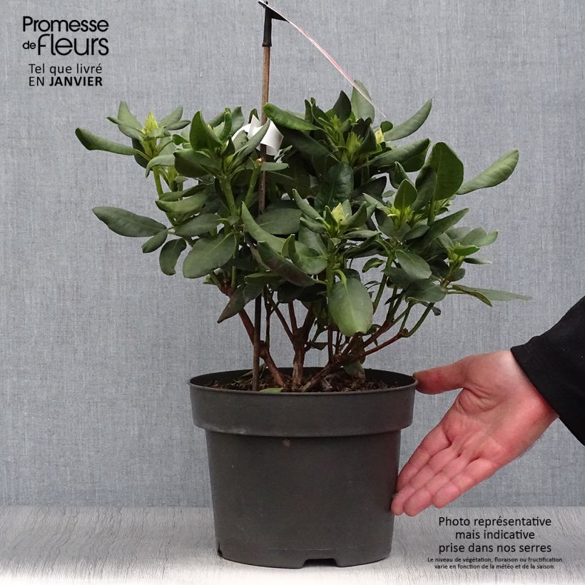 Rhododendron Inkarho  Brasilia Pot de 4L/5L Ejemplar entregado en invierno