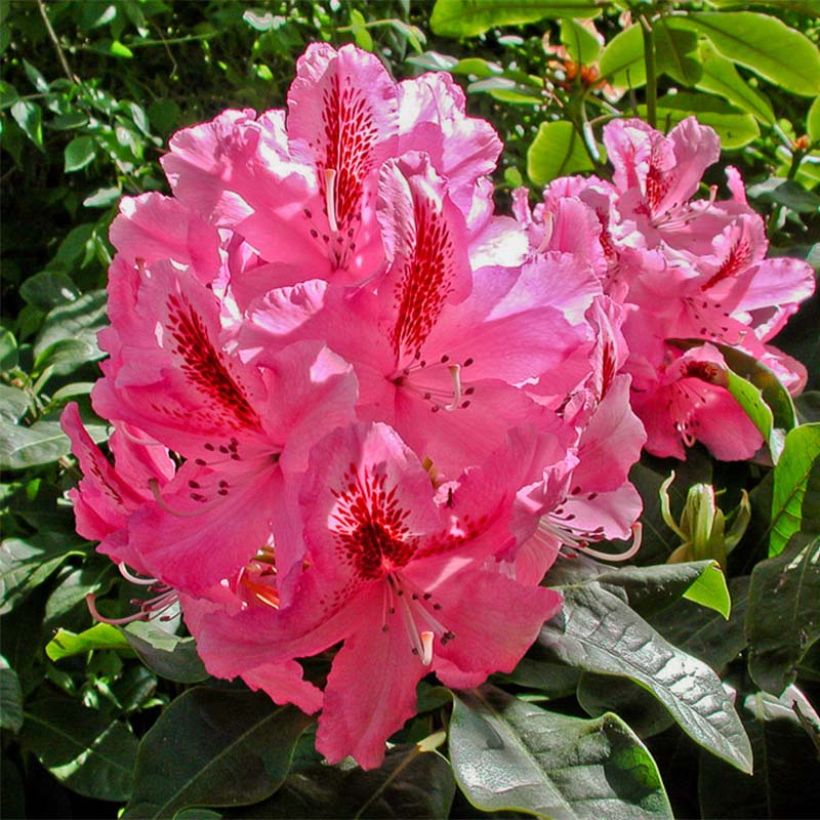 Rhododendron INKARHO Furnivall's Daughter. (Floración)