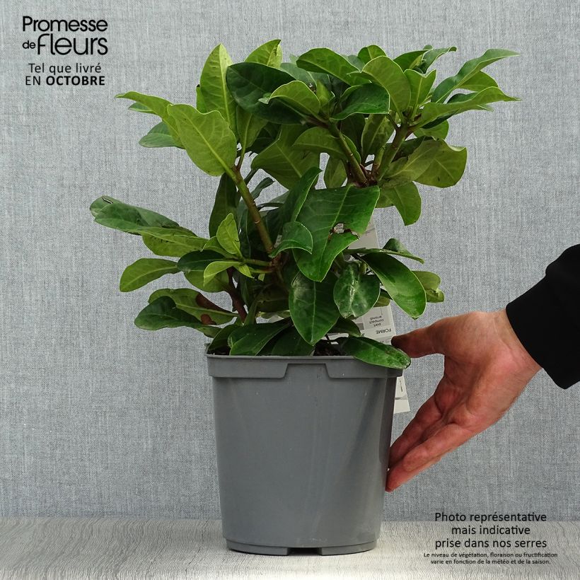 Ejemplar de Rhododendron Inkarho Furnivall's Daughter Pot de 3L/4L entregado en otoño