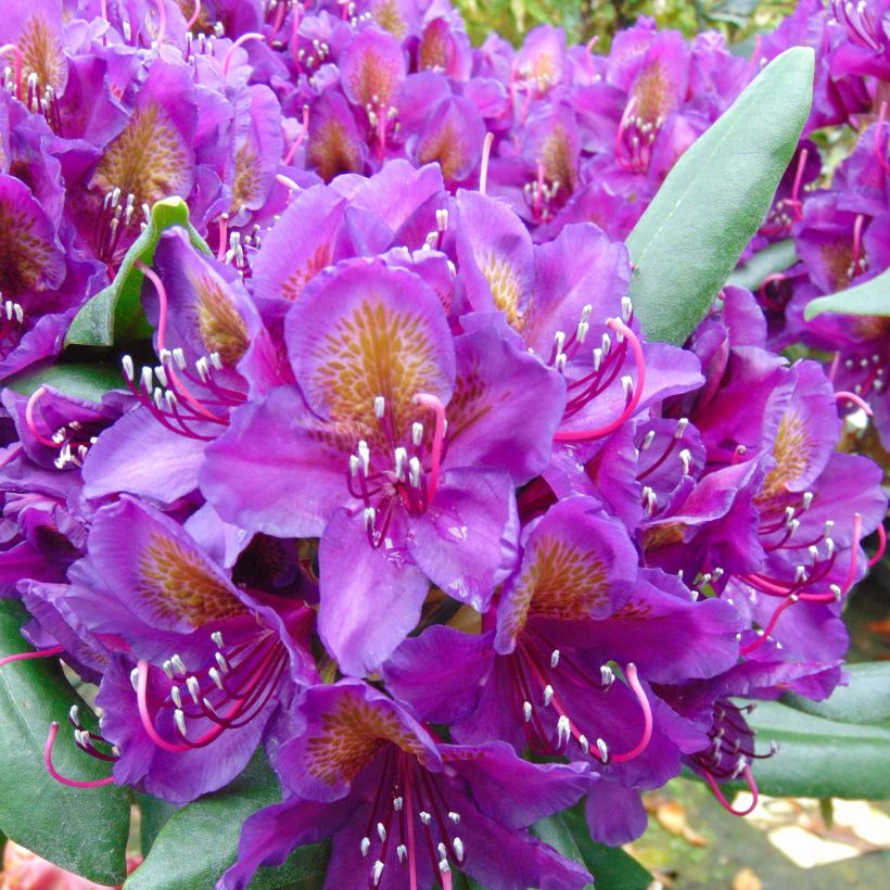 Rhododendron INKARHO Marcel Ménard (Floración)