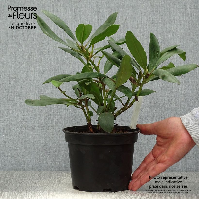 Ejemplar de Rhododendron Inkarho Marcel Ménard Pot de 4L entregado en otoño