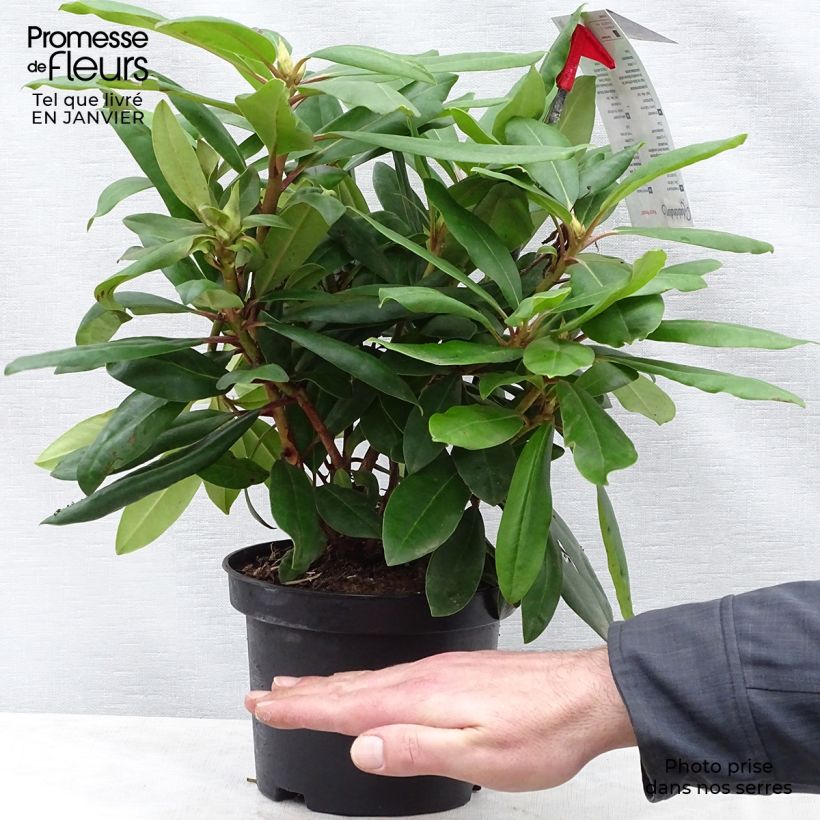 Rhododendron Inkarho Marcel Ménard Pot de 4L Ejemplar entregado en invierno