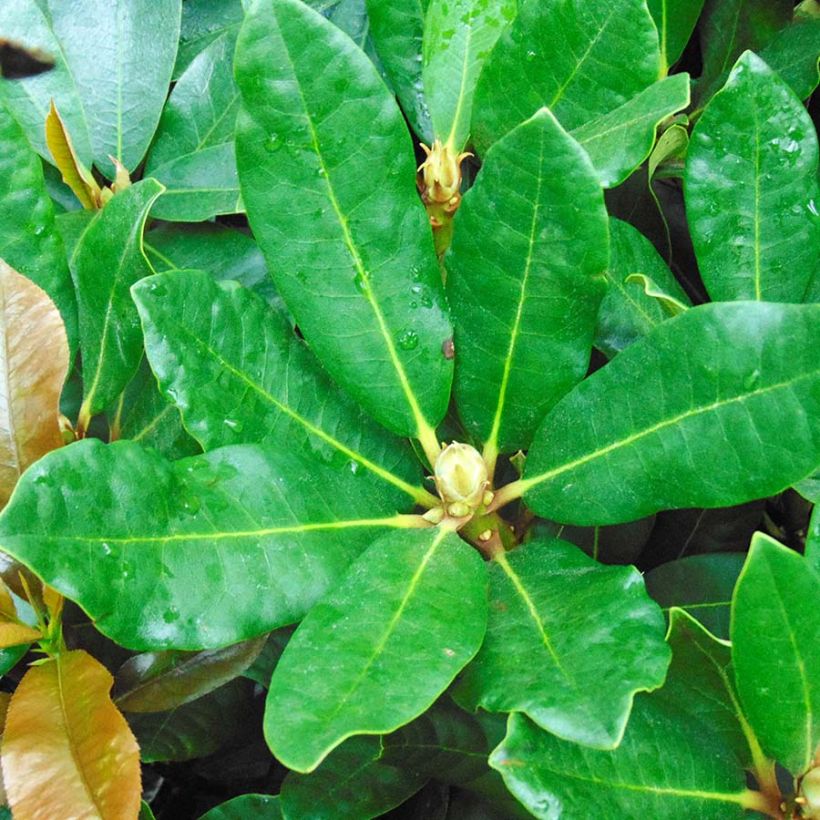 Rhododendron INKARHO Nova Zembla (Follaje)