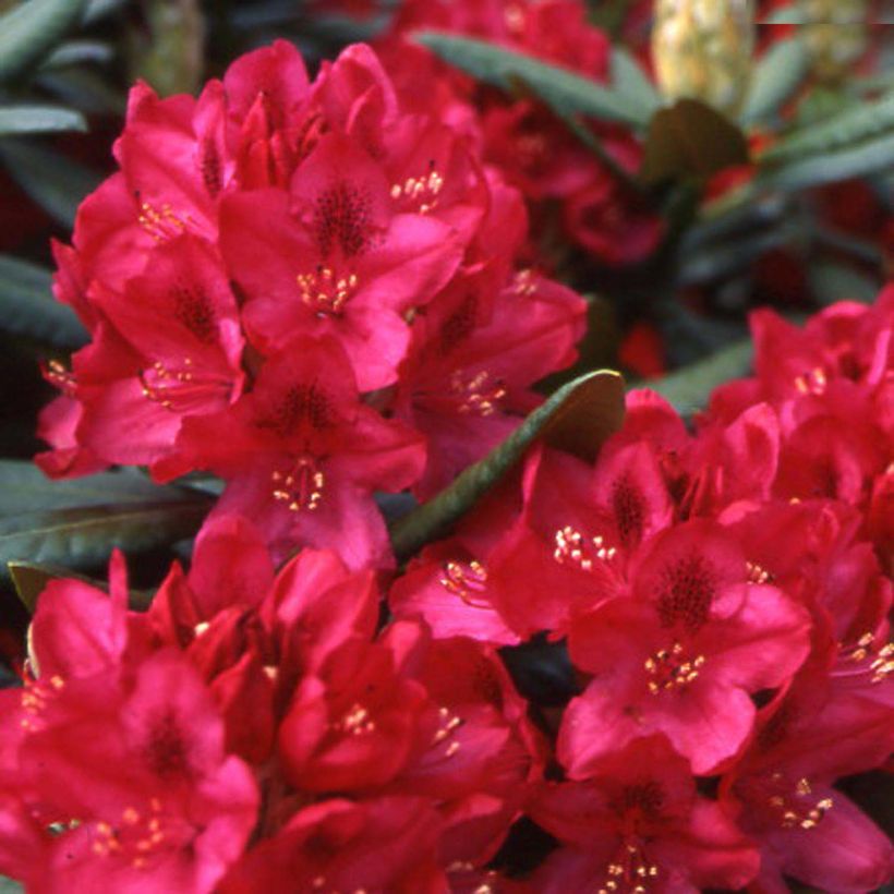 Rhododendron INKARHO Nova Zembla (Floración)