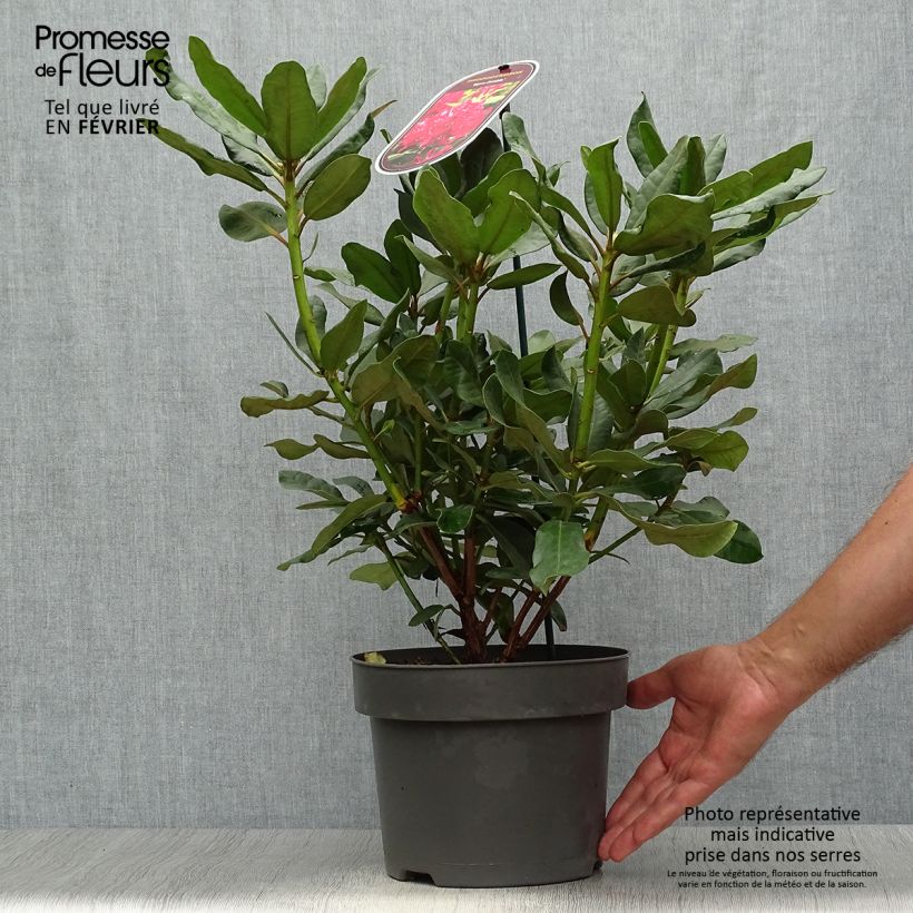 Ejemplar de Rhododendron Inkarho  Nova Zembla Pot de 4L/5L entregado en otoño