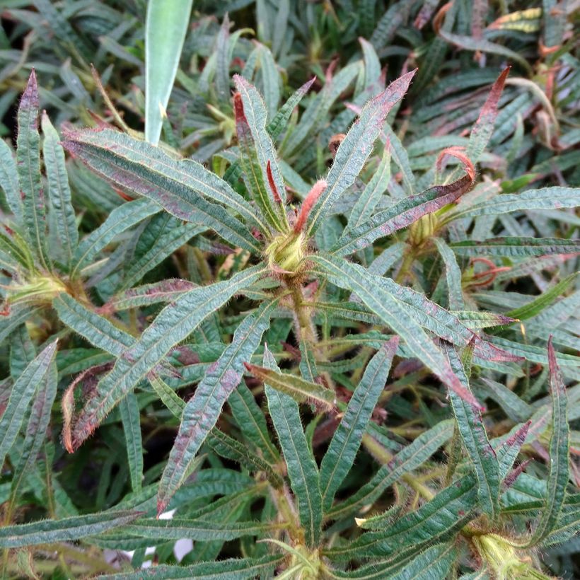 Rhododendron macrosepalum Linearifolium (Follaje)