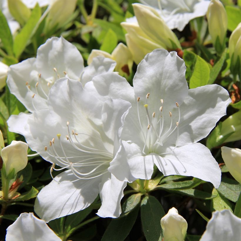 Azalea Luzi (Floración)