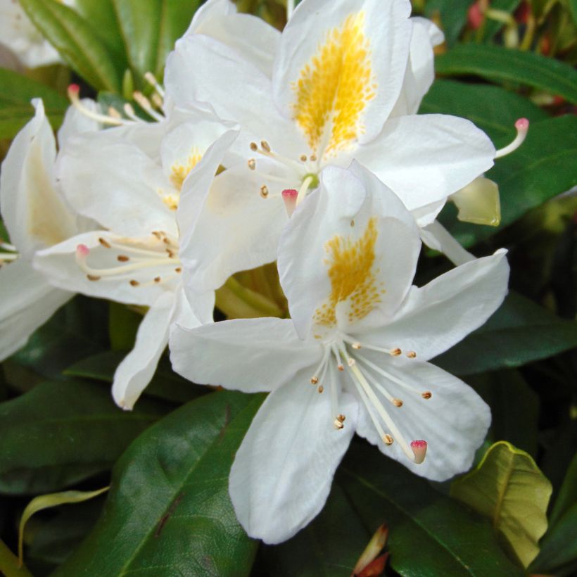 Rhododendron Madame Masson (Floración)