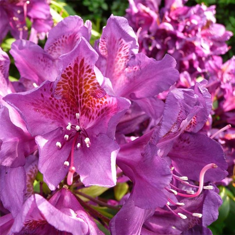 Rhododendron Marcel Ménard (Floración)