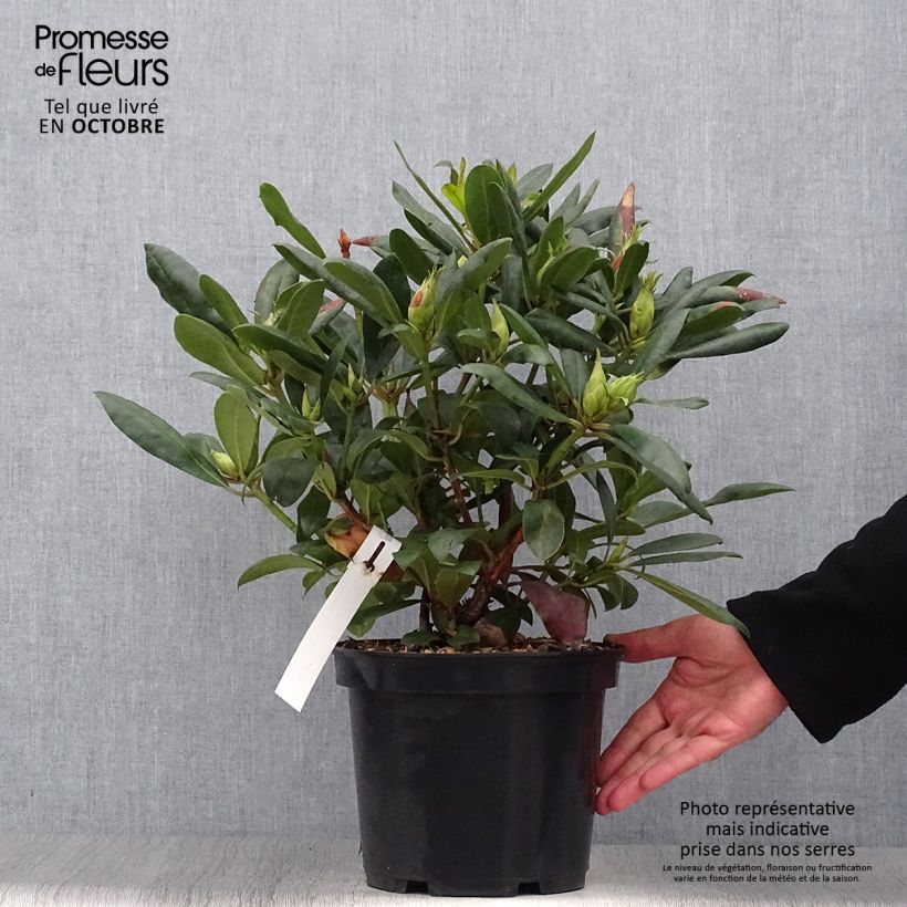 Ejemplar de Rhododendron Marcel Ménard  Pot de 4L/5L entregado en otoño