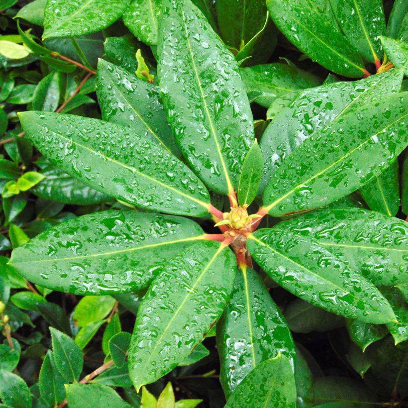 Rhododendron Melville (Follaje)