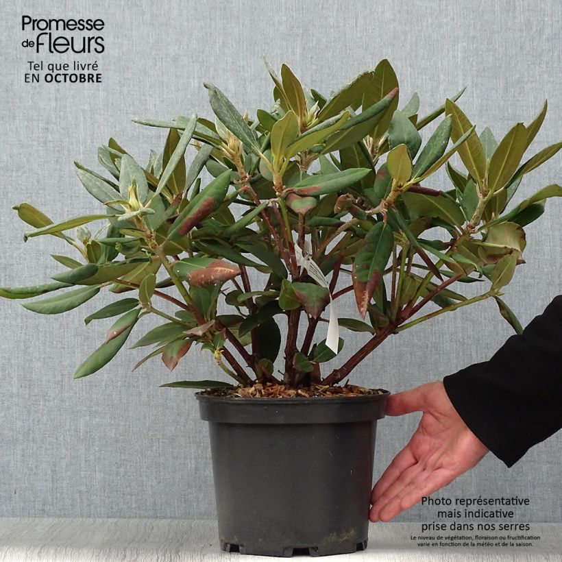 Ejemplar de Rhododendron Melville - Grand Rhododendron Pot de 4L/5L entregado en otoño