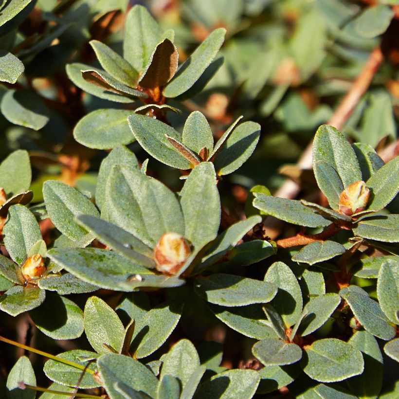 Rhododendron impeditum Moerheim (Follaje)