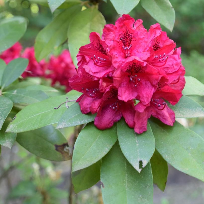 Rhododendron Moser's Maroon (Follaje)