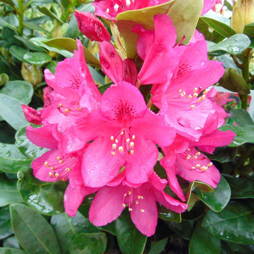 Rhododendron Nova Zembla (Floración)