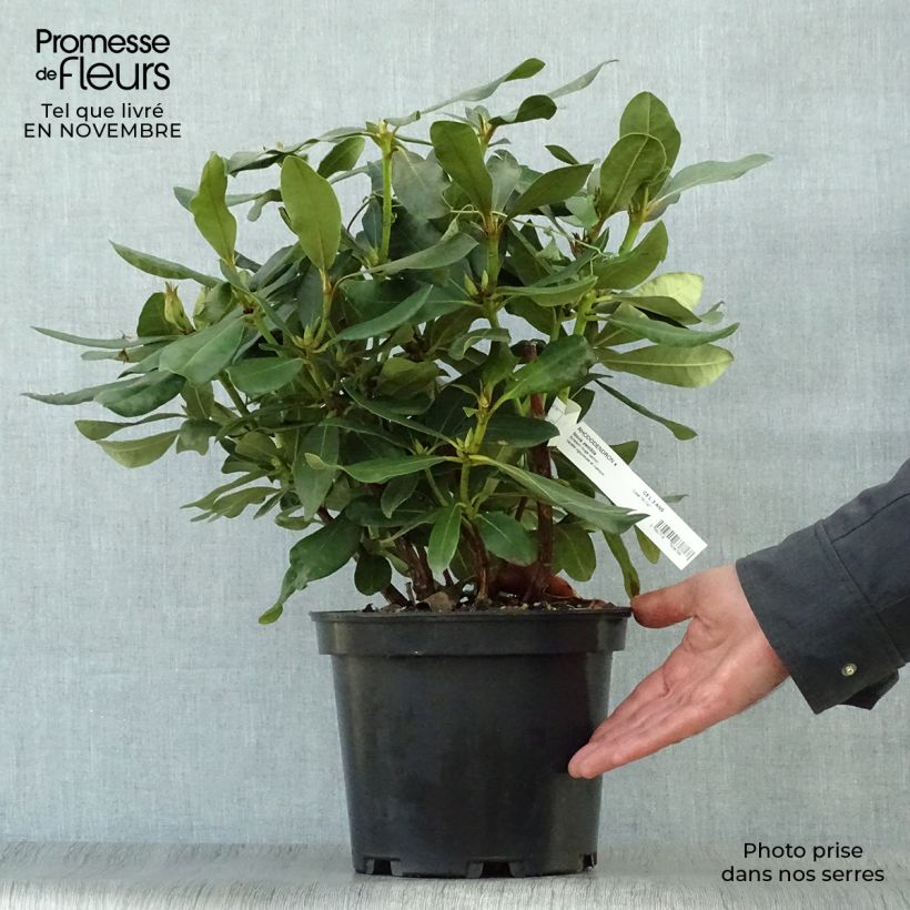 Ejemplar de Rhododendron Nova Zembla - Grand Rhododendron Pot de 4L/5L entregado en otoño