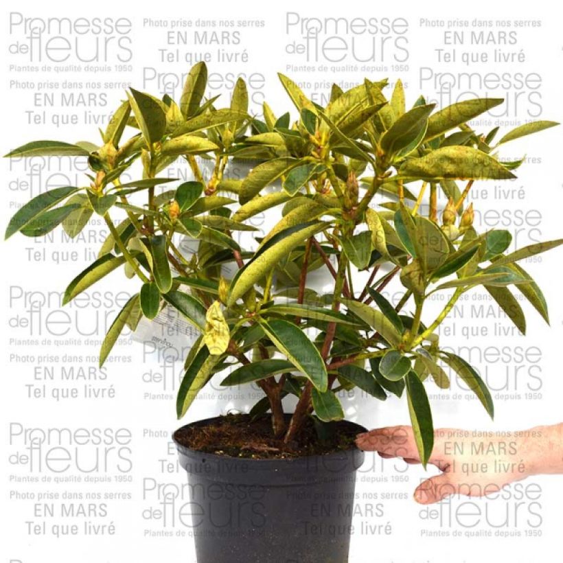 Ejemplo de ejemplar de Rhododendron Olga - Grand Rhododendron Pot de 4L/5L tal y como se entrega