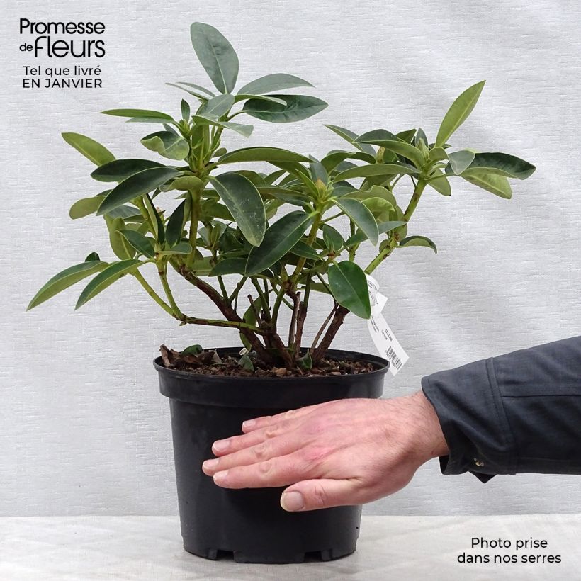 Rhododendron Olga - Grand Rhododendron Pot de 4L/5L Ejemplar entregado en invierno