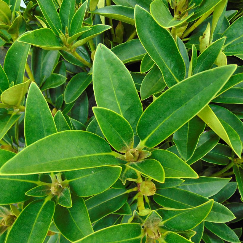 Rhododendron Olga (Follaje)