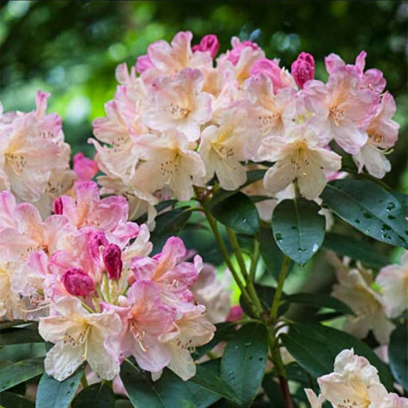 Rhododendron yakushimanum Percy Wiseman (Floración)