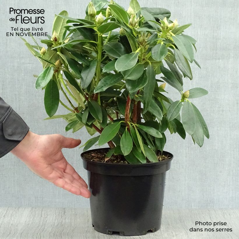 Ejemplar de Rhododendron Percy Wiseman - Rhododendron nain  Pot de 3L/4L entregado en otoño