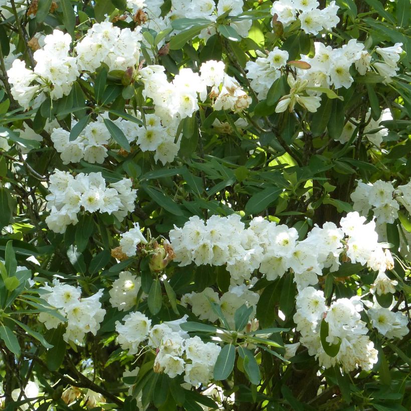 Rhododendron Polar Bear (Floración)