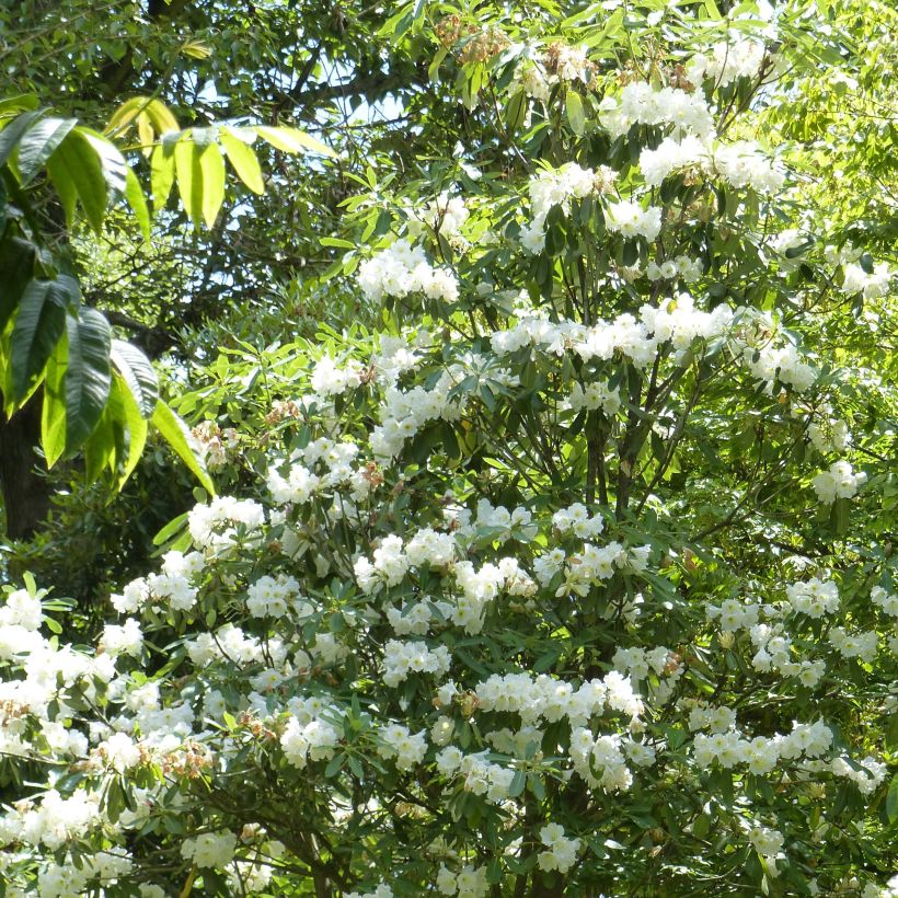 Rhododendron Polar Bear (Porte)