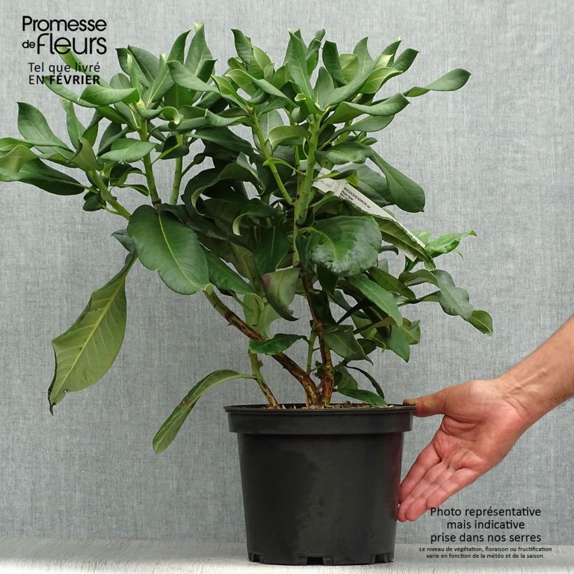 Ejemplar de Rhododendron Polar Bear Pot de 4L/5L entregado en otoño