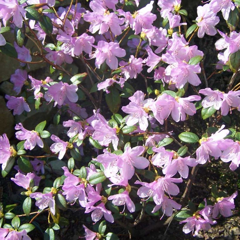 Rhododendron Praecox (Floración)