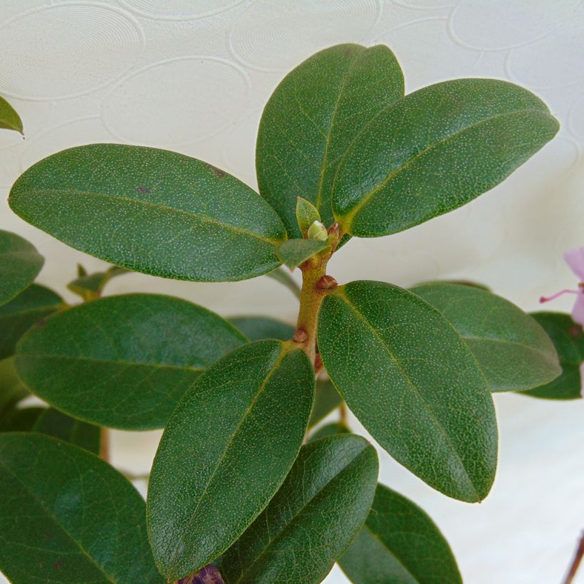 Rhododendron Praecox (Follaje)