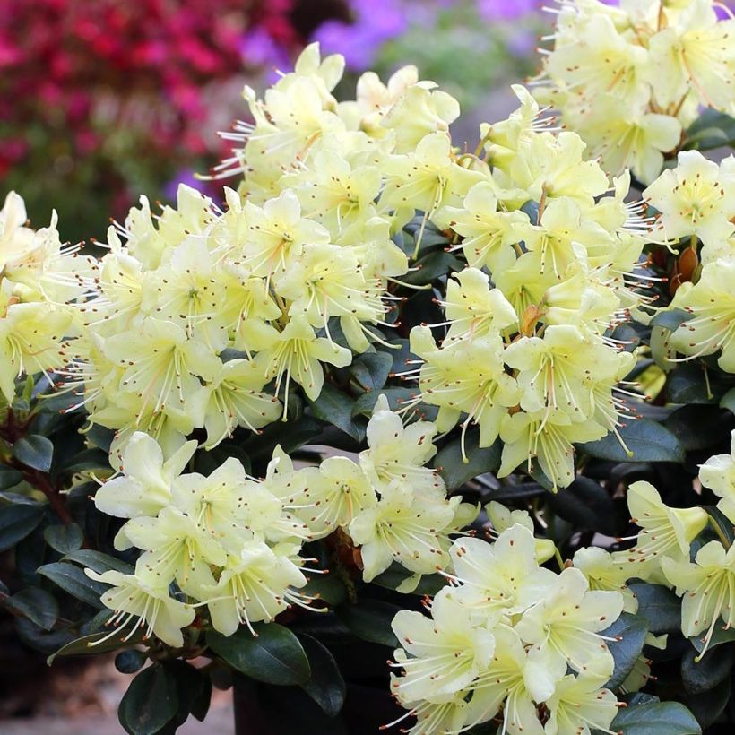 Rhododendron Princess Anne (Floración)