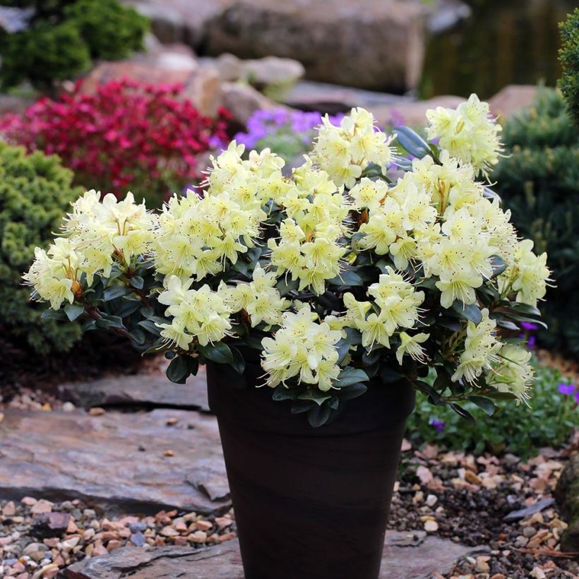 Rhododendron Princess Anne (Porte)