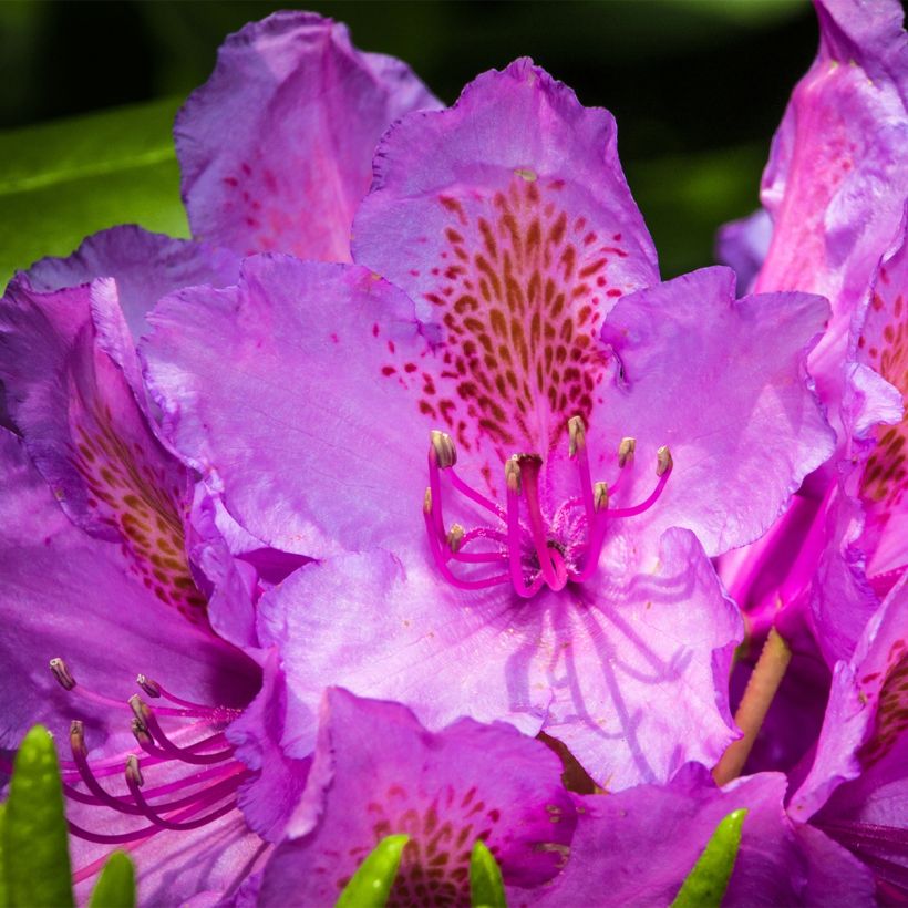 Rhododendron Red Eye (Floración)