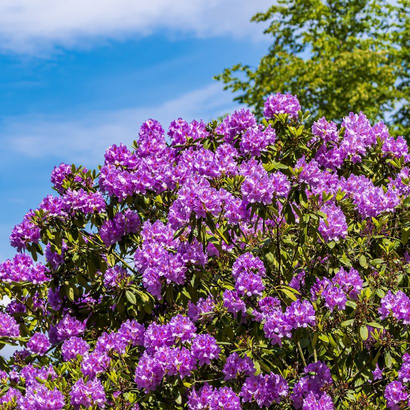 Rhododendron Red Eye (Porte)