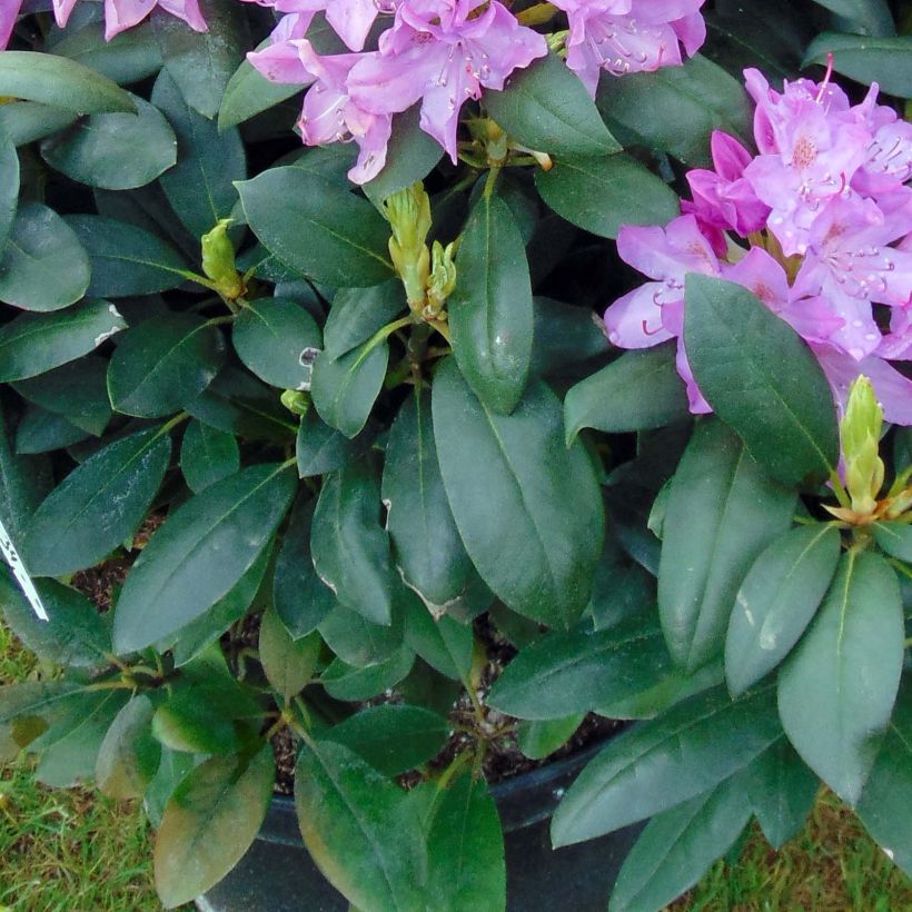 Rhododendron catawbiense Roseum Elegans (Follaje)